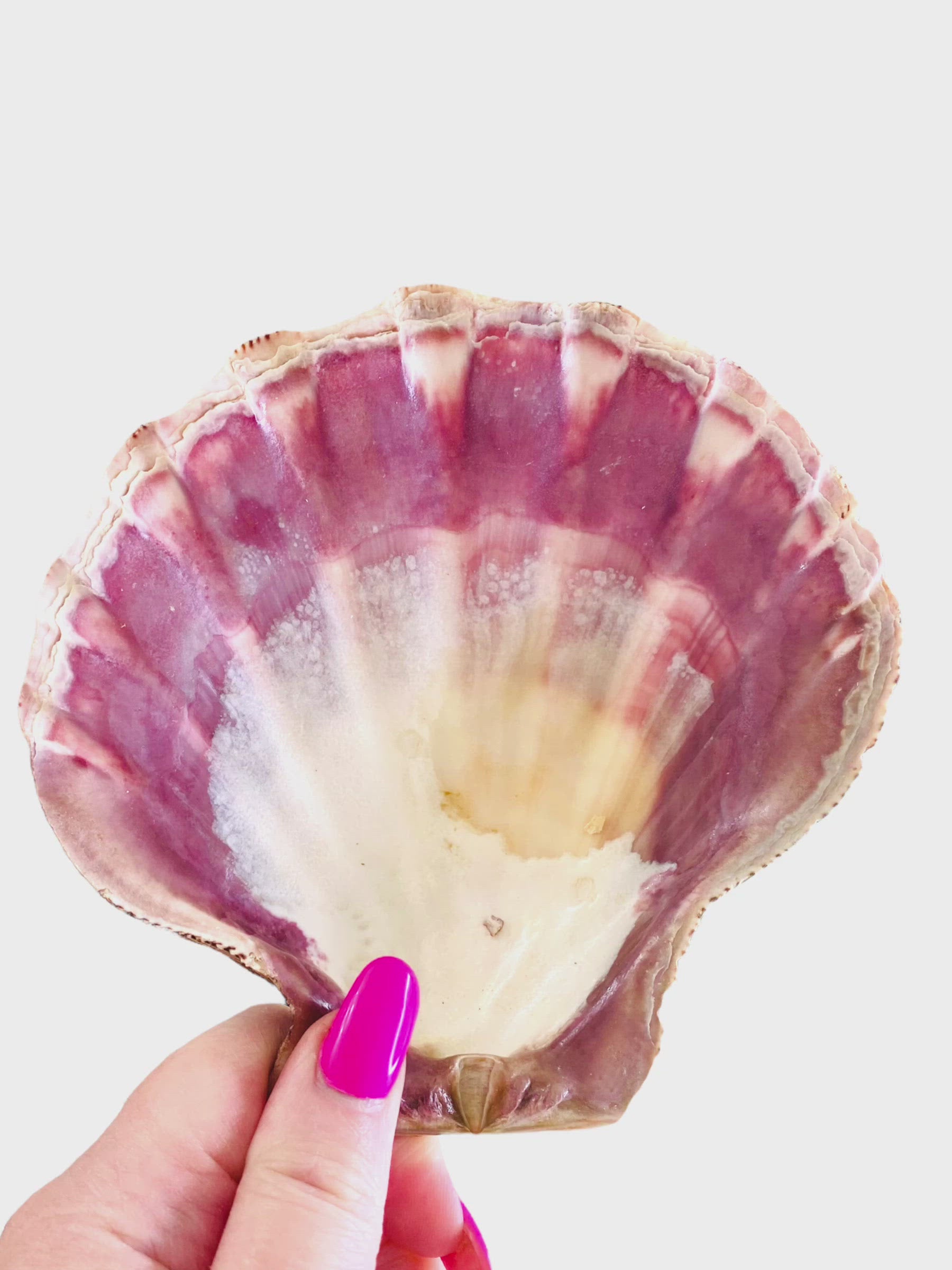 Large Lion’s Paw Shell – Spiritualbathsbylagypsy