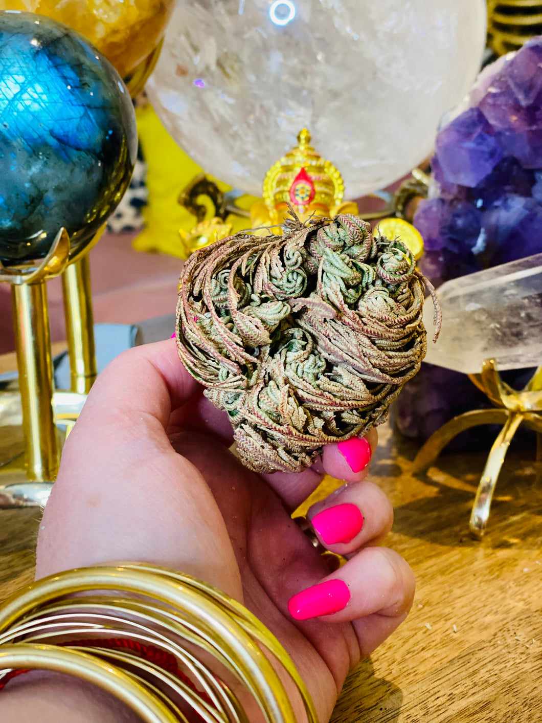 Rose of Jericho